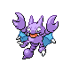 Gligar DP hembra