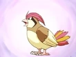 EP009 Pidgeotto