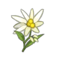 Everlasting Flower