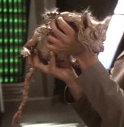 Cardassianvole