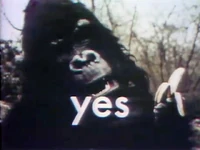 Gorilla-yes