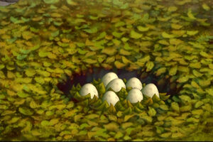 Diplodocus Nest 1