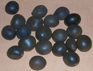 Seeds caesalpinia