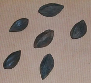 Seeds camerun