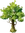 Elm