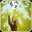 Image:Bane_Flare_icon.png