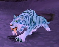 Image of Shy-Rotam