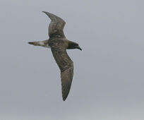 Petrels
