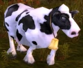 Cow.jpg
