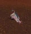 Swine.jpg