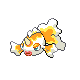 Goldeen Pt variocolor hembra