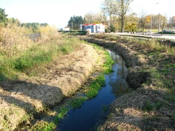 Czarna