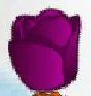 Tulip.jpg (2 KB) Tulip