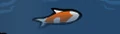 Koi