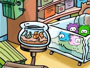 Goldfish