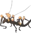 King Vermin! ffx-2