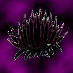 A beautiful plant, but it has thorns!