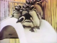 SlidingPenguins.jpg