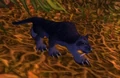 Young Panther.jpg