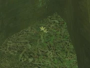 Cold-blooded flower.jpg