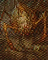 Nadir spider.jpg