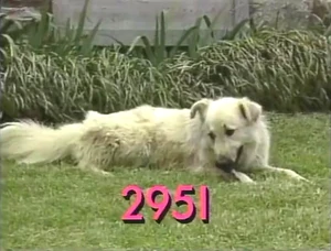 2951.jpg