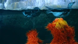 4179Penguin