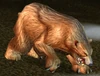 Grizzly Bear