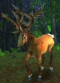 Great Courser.jpg