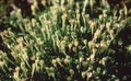 Colobanthus quitensis.jpg