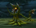 Constrictor Vine.jpg