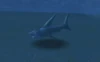 Sand Shark
