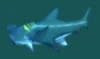 Reef Shark