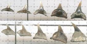Squatina subserrata.jpg