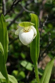 Cypripedium passerinum