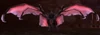 Dark Screecher