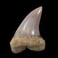 Isurus planus STH.jpg