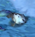 Seal WC3