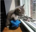 Sharpshooter kitty.jpg