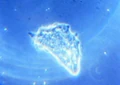 Amoeba.jpg