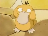 EP215 Psyduck de Misty