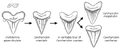 Carcharodon megalodon lineage.gif