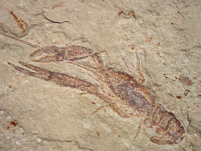 Fossil Of Animals