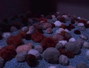 Quadrotriticale Tribbles