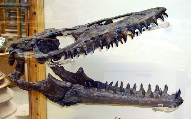 File:Mosasaur skull2.JPG