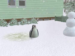 Penguin plump