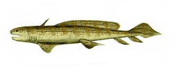 Orthacanthus 1.jpg