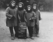 SillaChimp