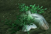 Shadowmoon Tuber.jpg