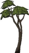 Eucalyptus.gif
